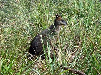 SARCNET Search And Rescure Team Member - Wobberly the Wallaby